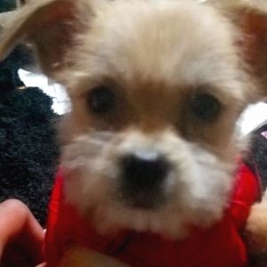 Ten Coats 'Packable' Doggie Coat